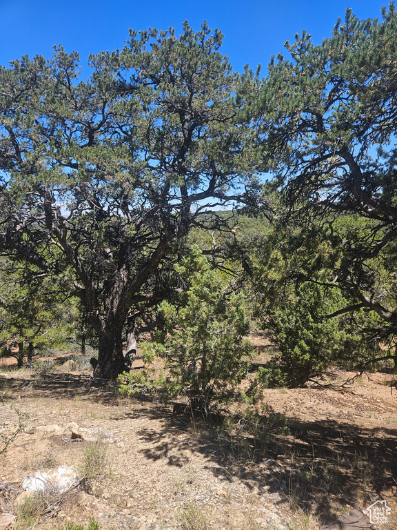 View of local wilderness