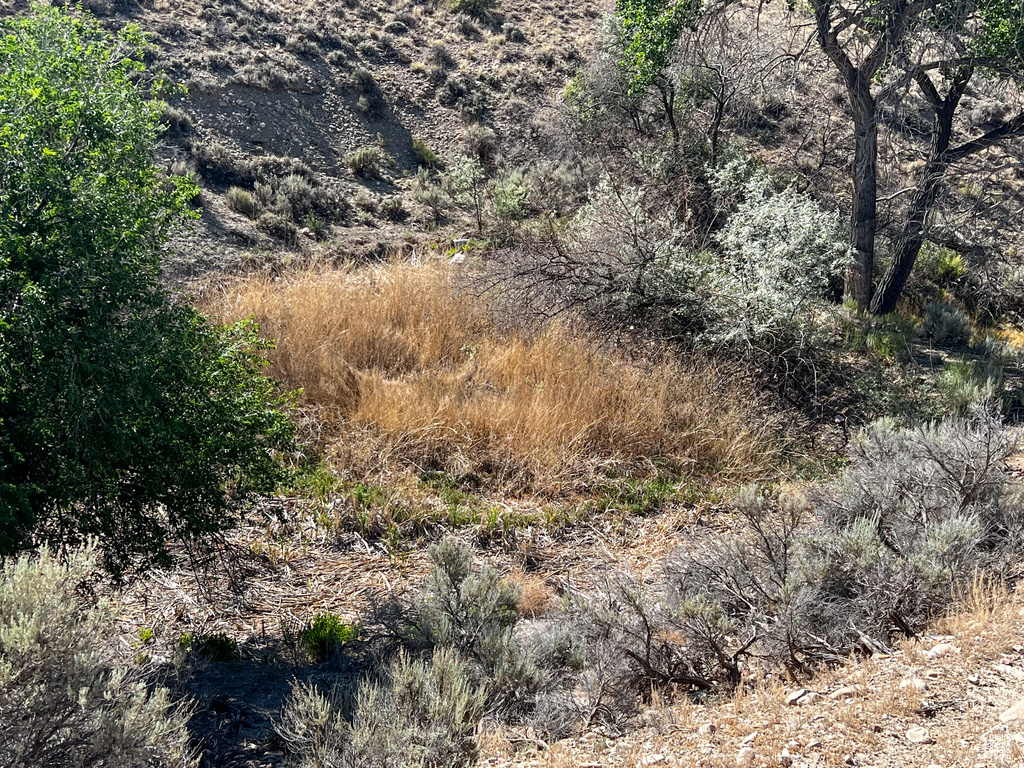 View of local wilderness