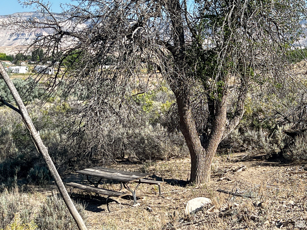 View of local wilderness