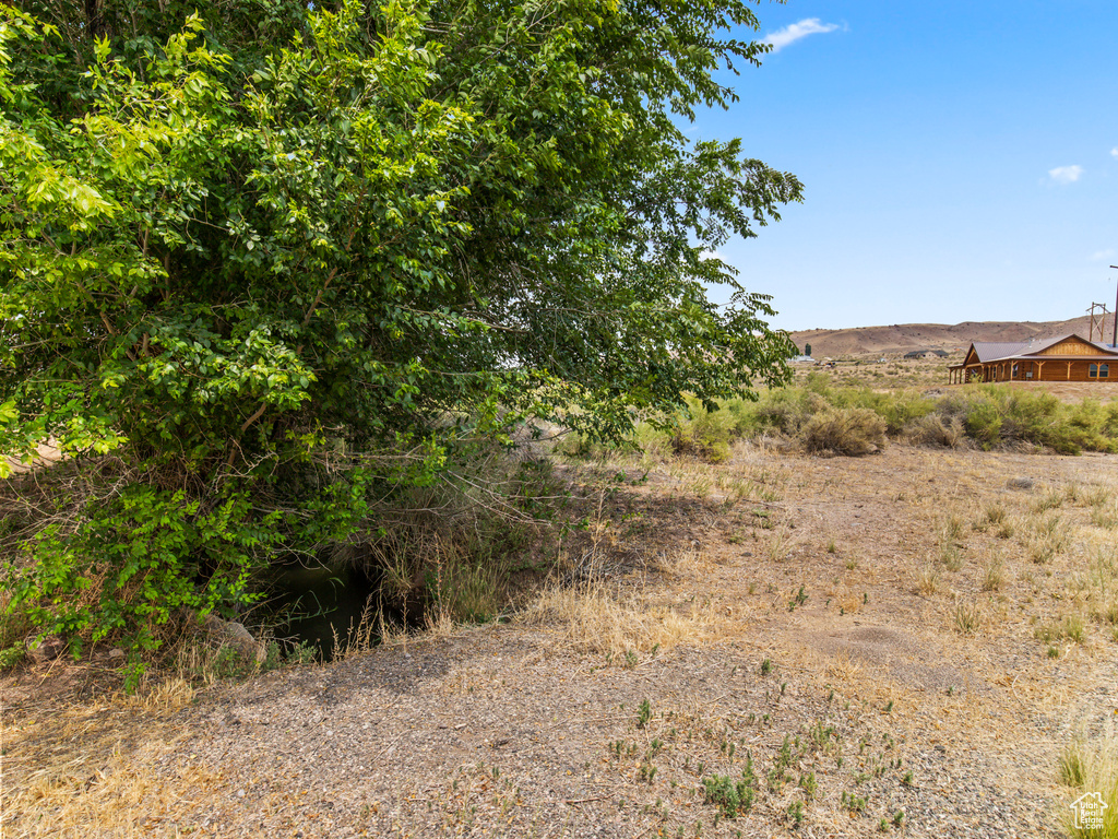 View of local wilderness