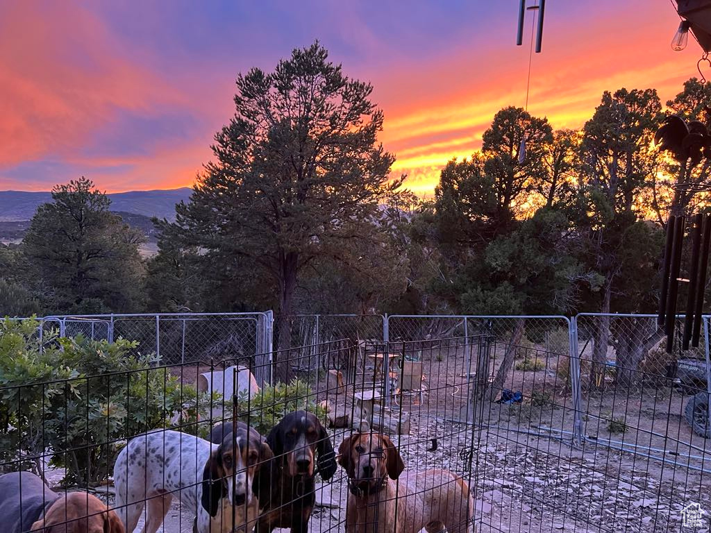 View of yard at dusk