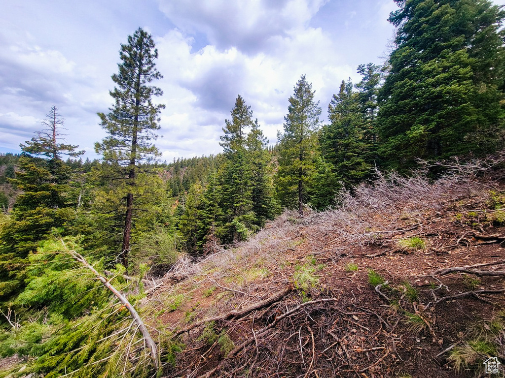 View of local wilderness