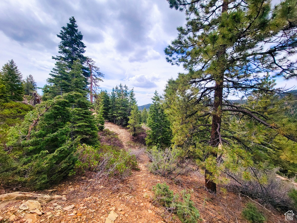 View of local wilderness