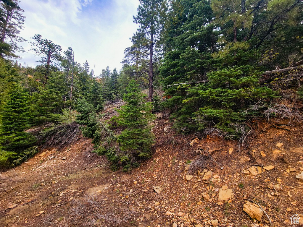 View of local wilderness