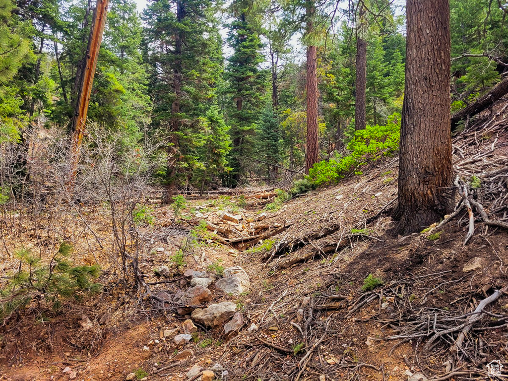 View of local wilderness