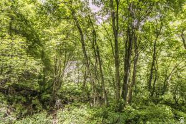 View of local wilderness