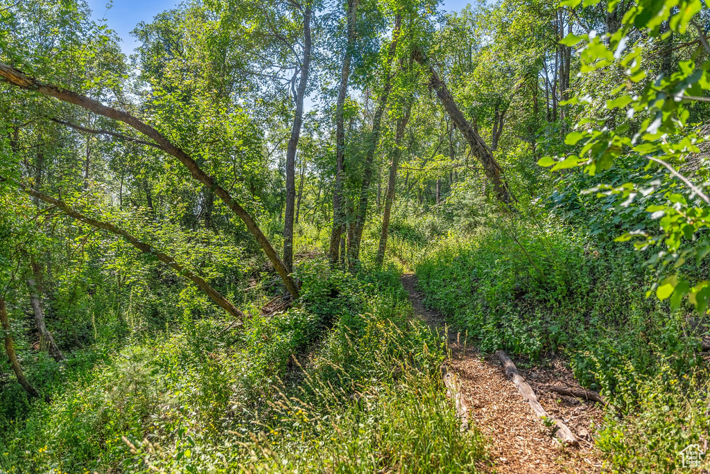 View of local wilderness