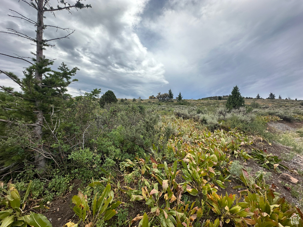 View of local wilderness