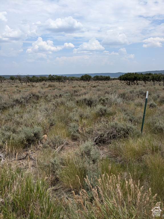 View of local wilderness