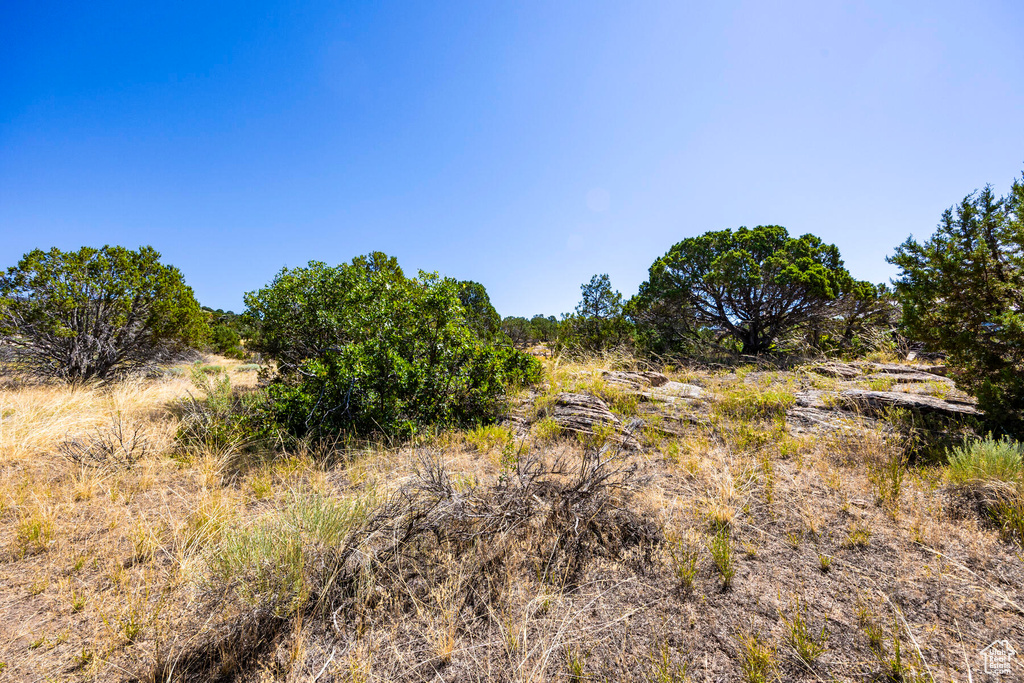 View of local wilderness