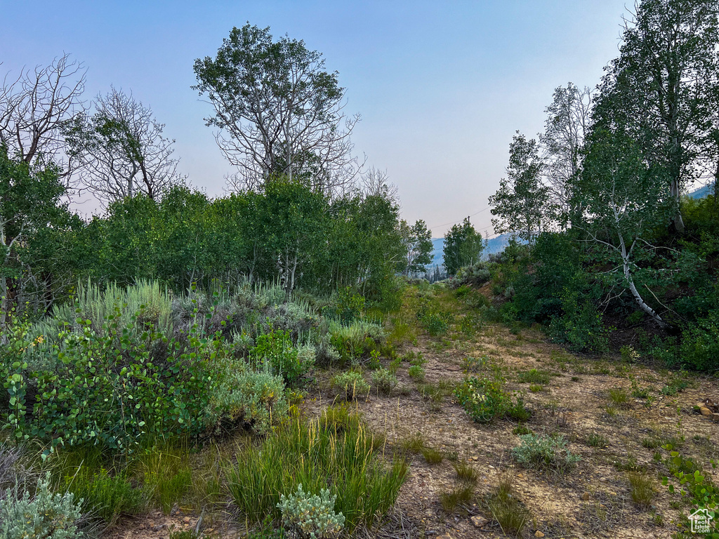 View of local wilderness