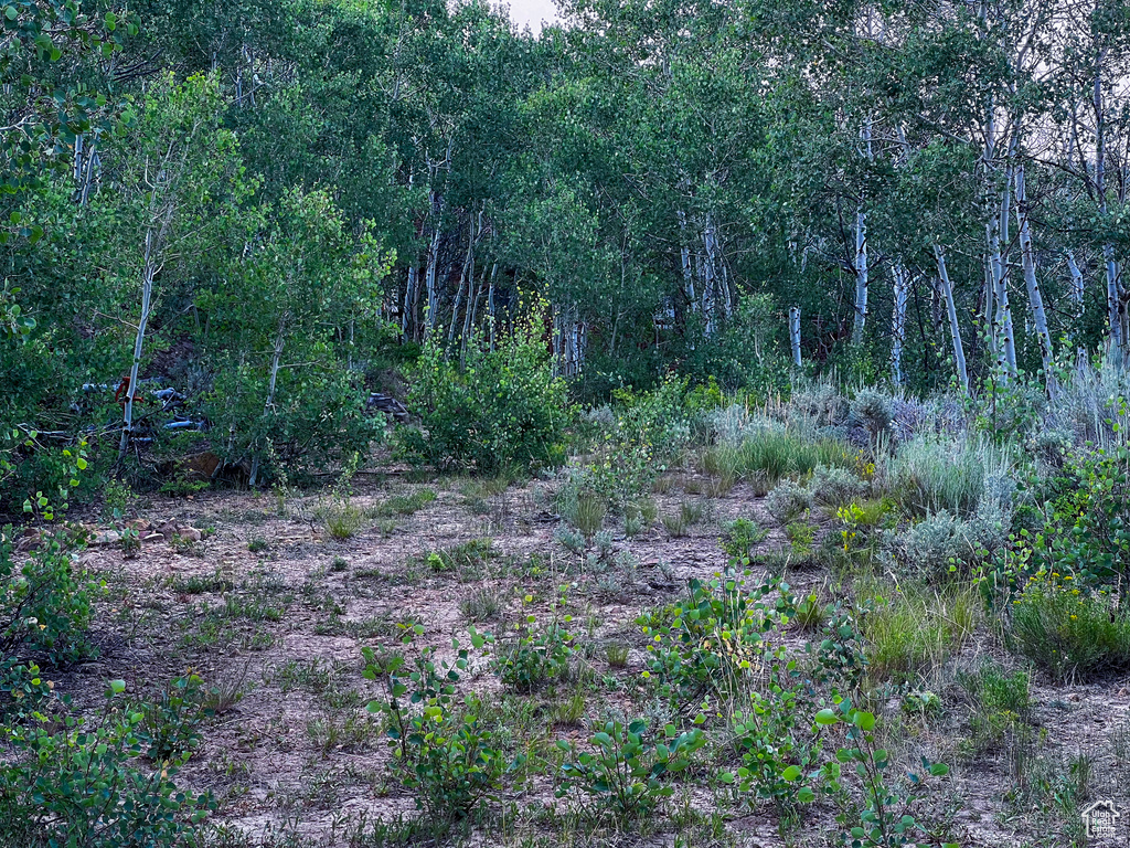 View of local wilderness