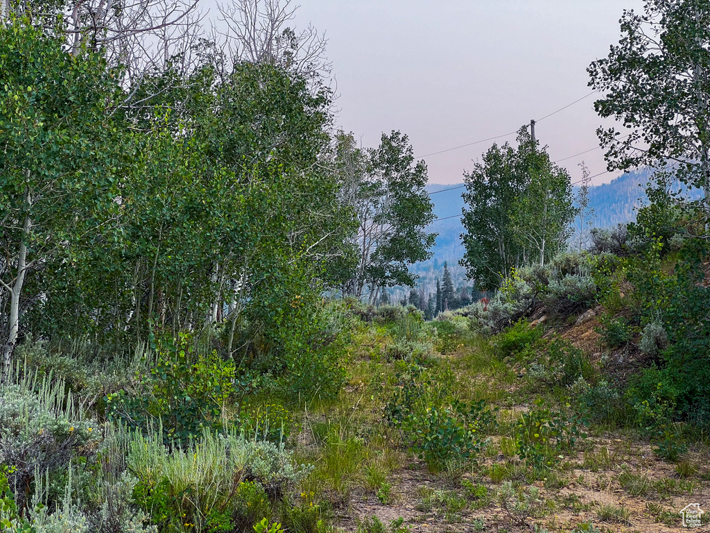 View of local wilderness