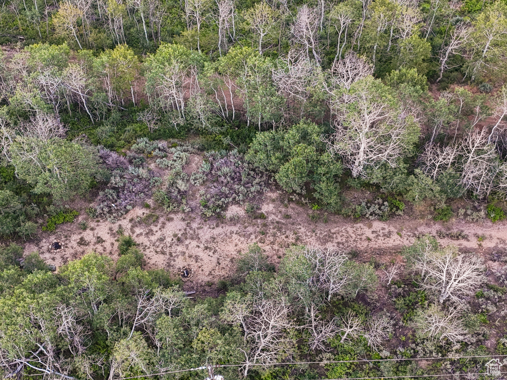 View of local wilderness