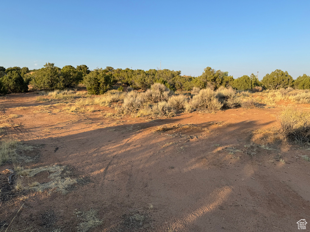 View of local wilderness