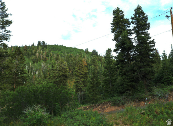 View of local wilderness