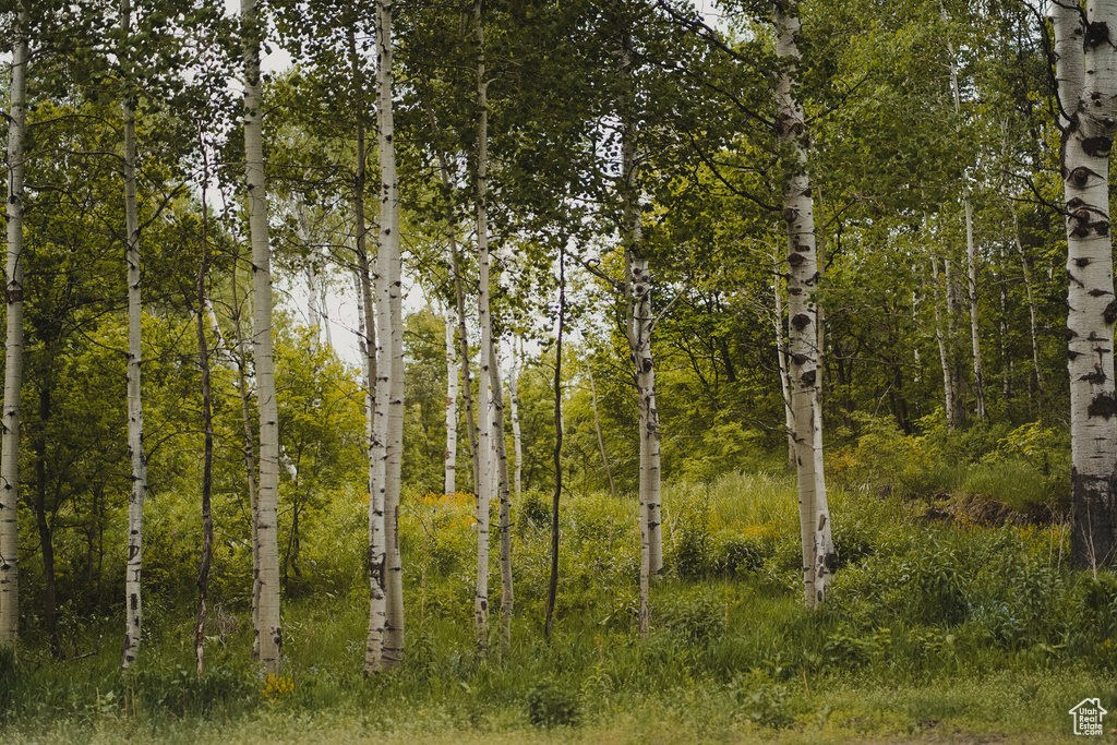 View of local wilderness