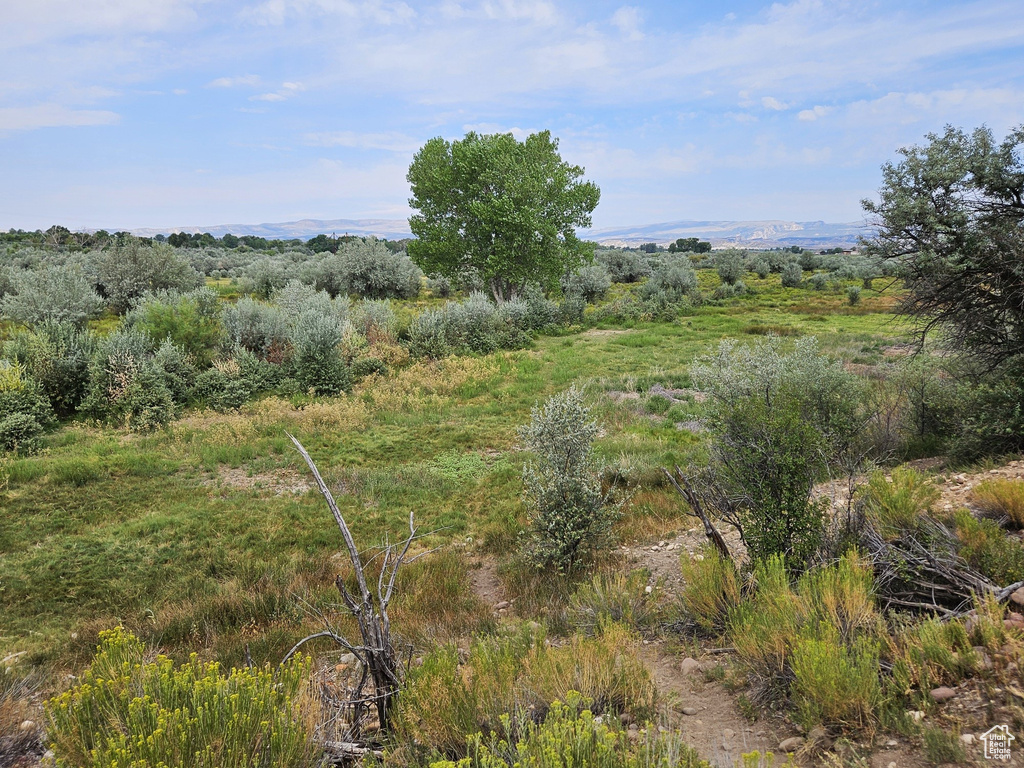 View of local wilderness