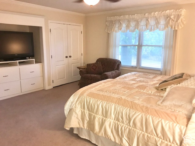 Bedroom with ornamental molding, carpet, a closet, and ceiling fan