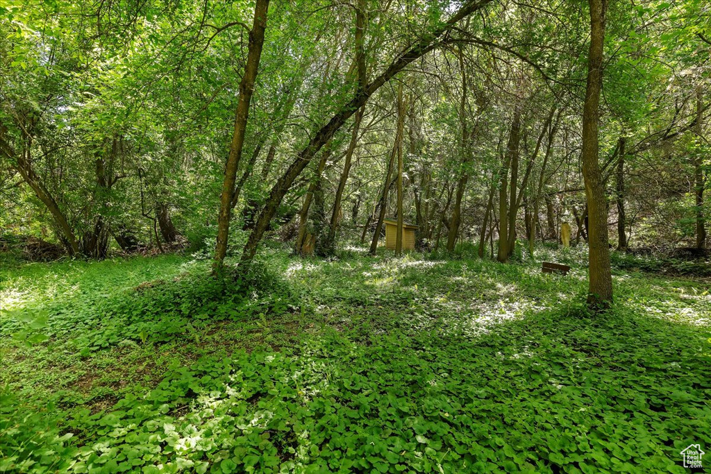 View of local wilderness