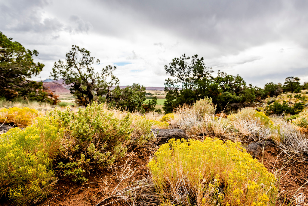 View of local wilderness