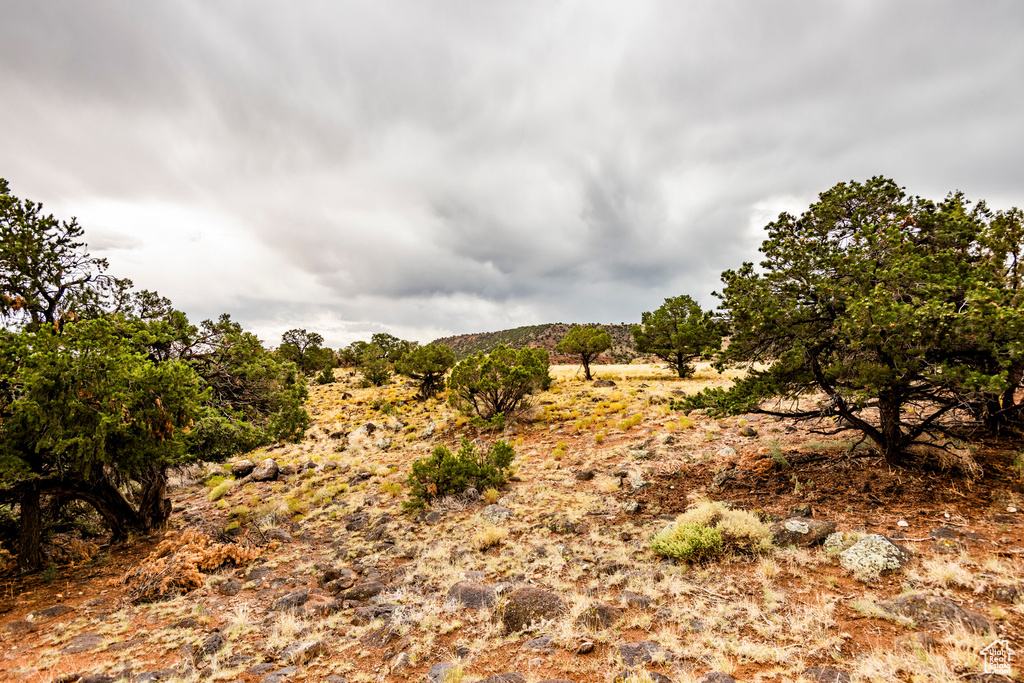 View of local wilderness