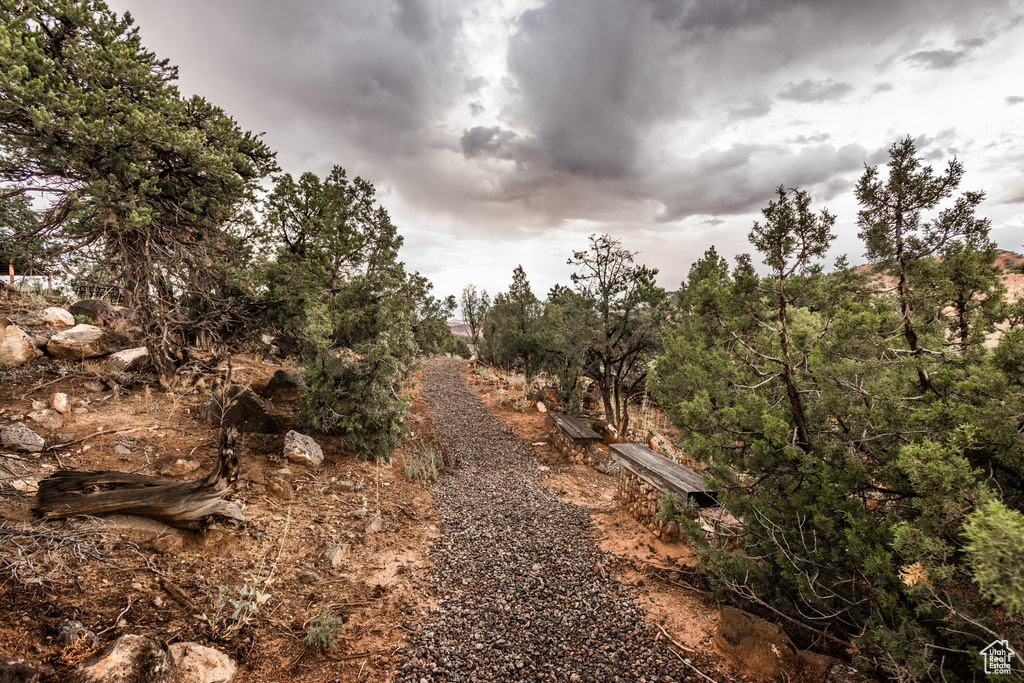 View of local wilderness