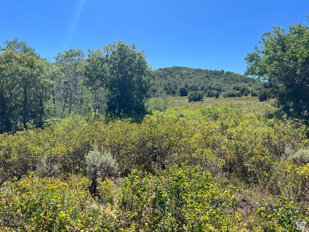 View of local wilderness