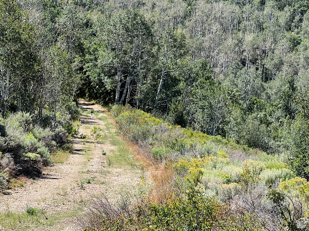 View of nature