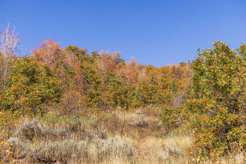 View of tree filled area