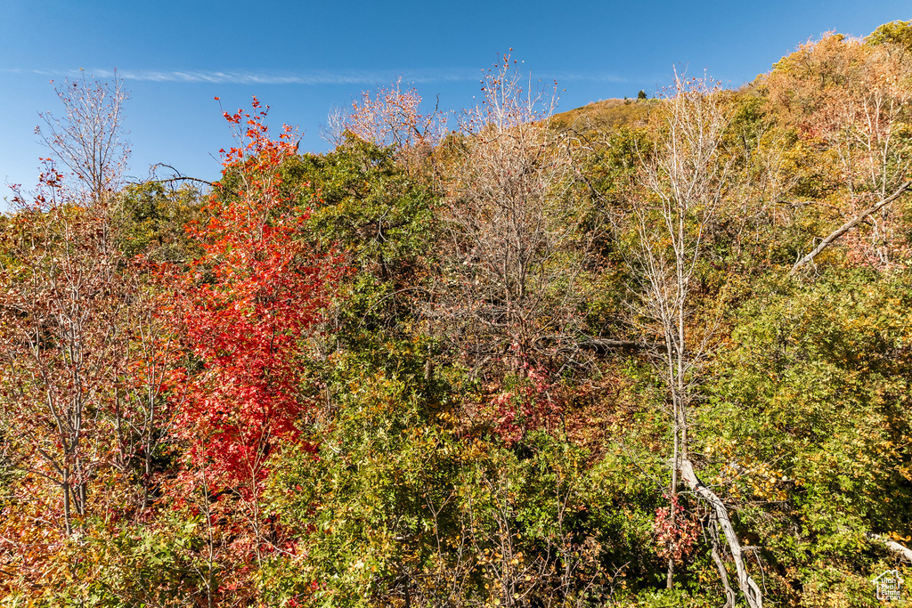 View of wooded area