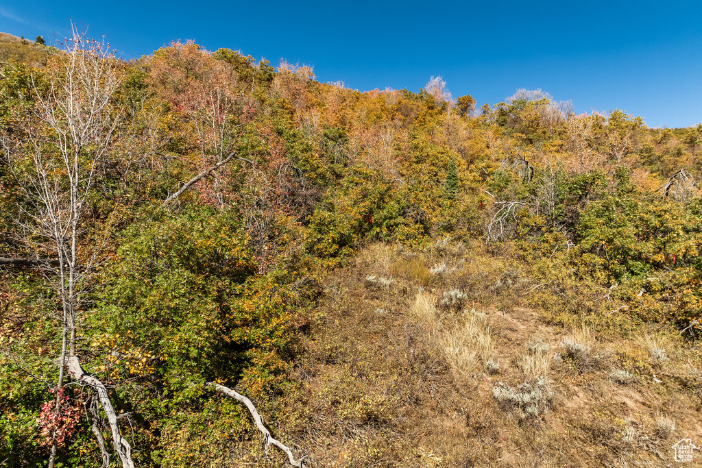 View of mountain background with a forest