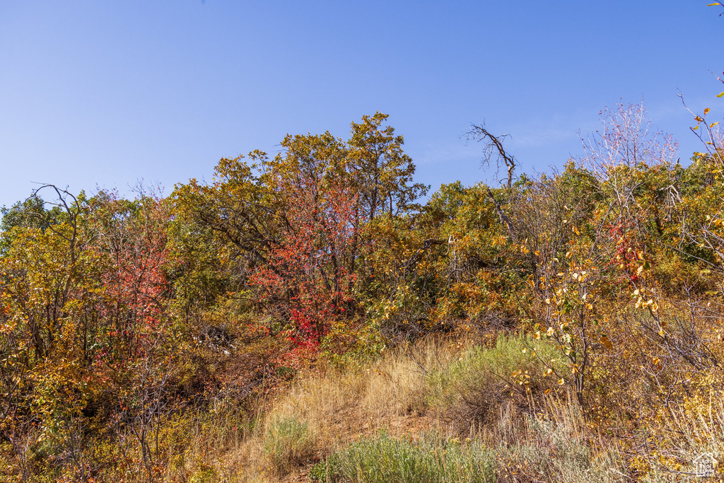 View of woods