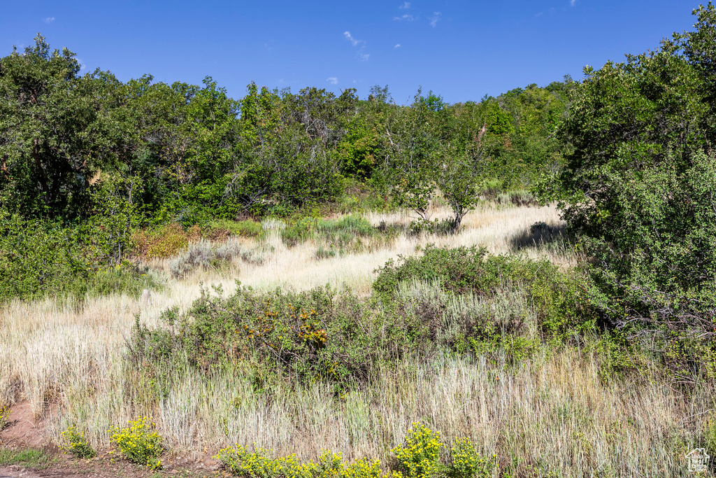 View of wooded area