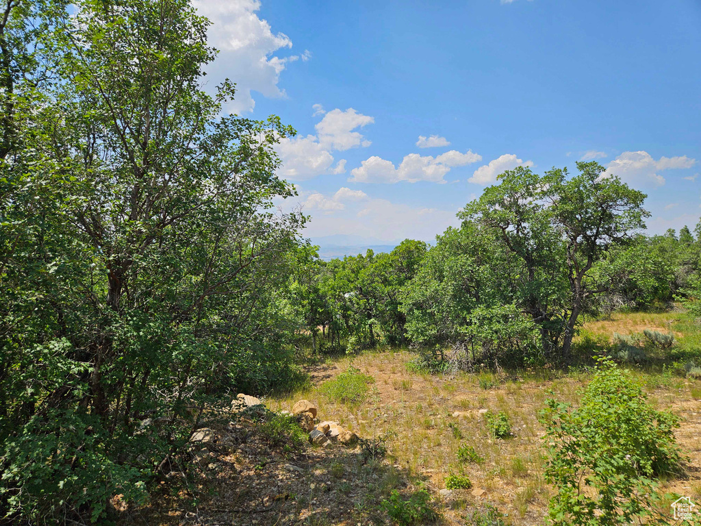 View of local wilderness