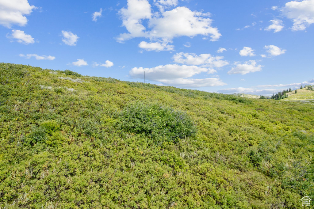 View of local wilderness