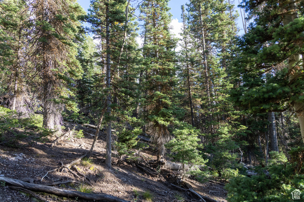 View of local wilderness