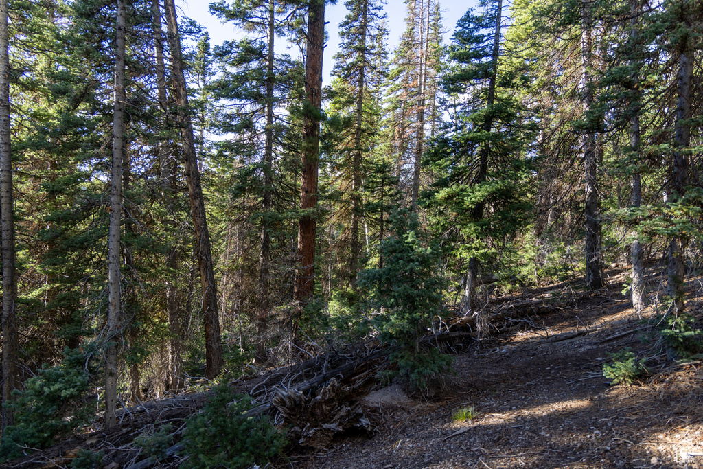 View of local wilderness