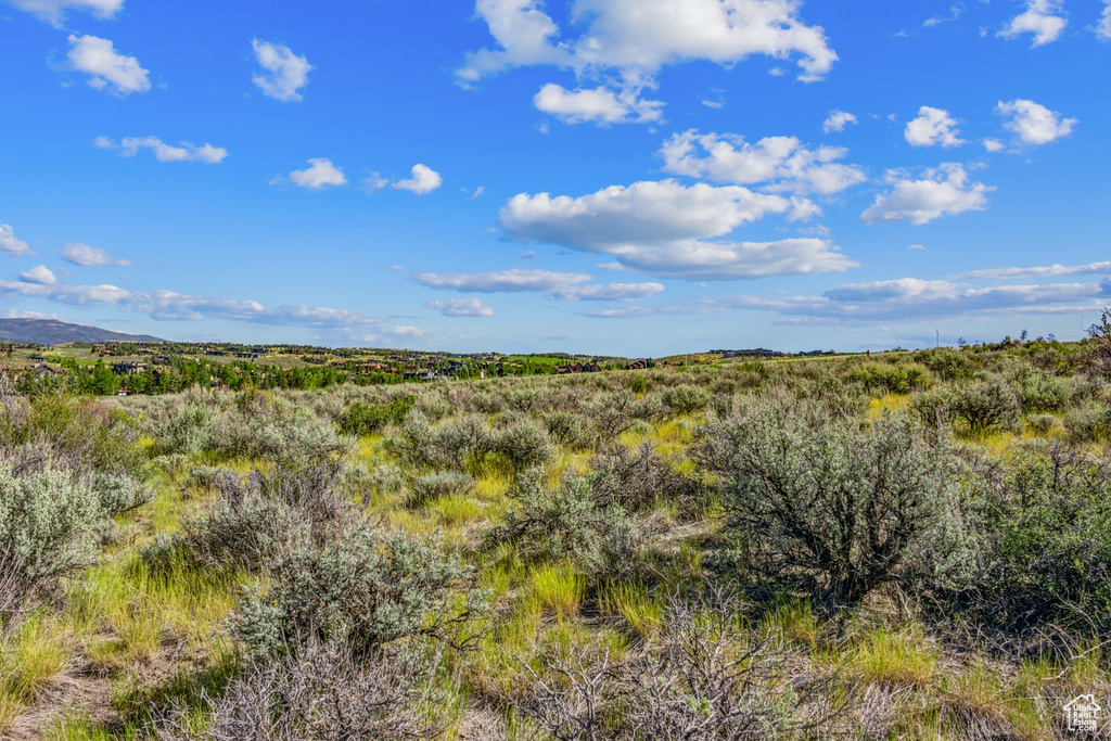 View of local wilderness