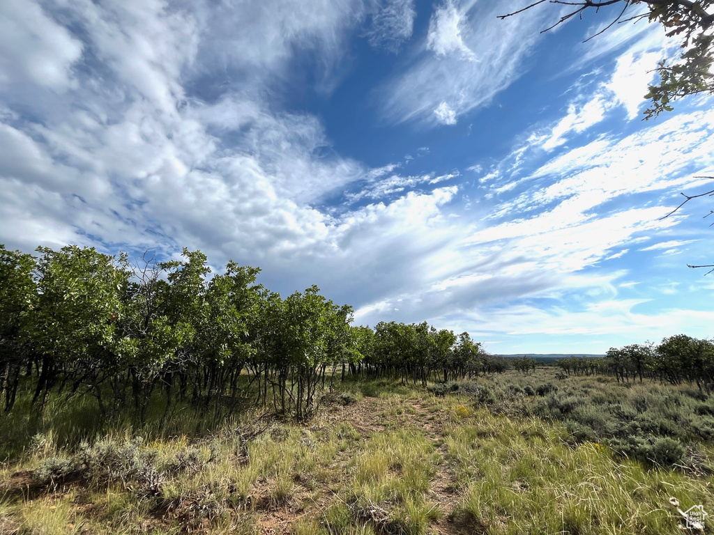 View of local wilderness