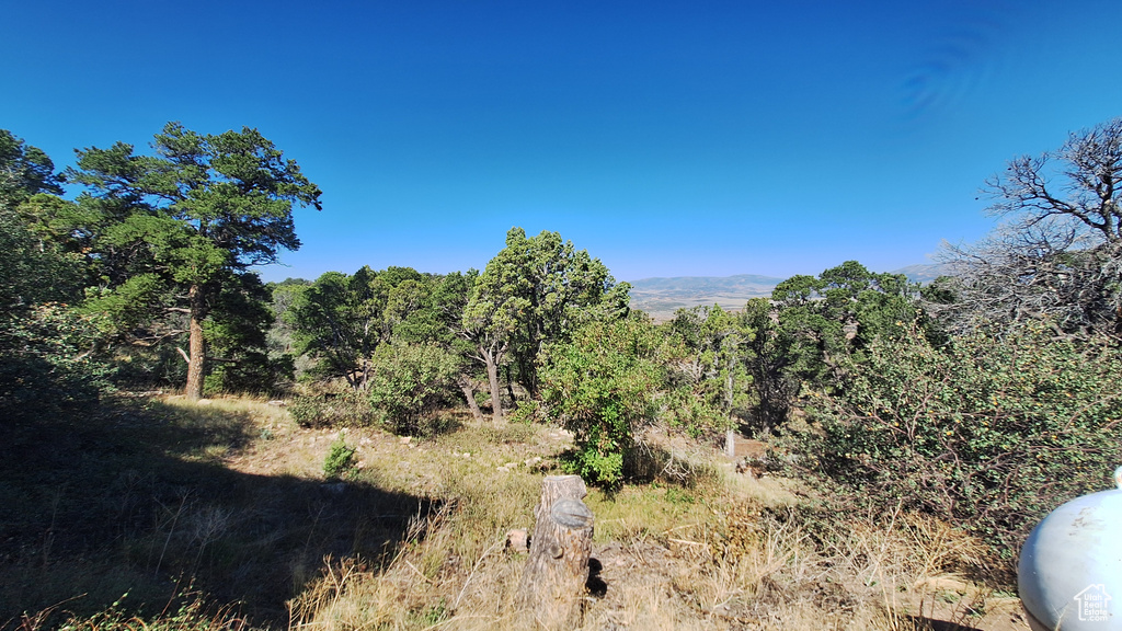 View of local wilderness