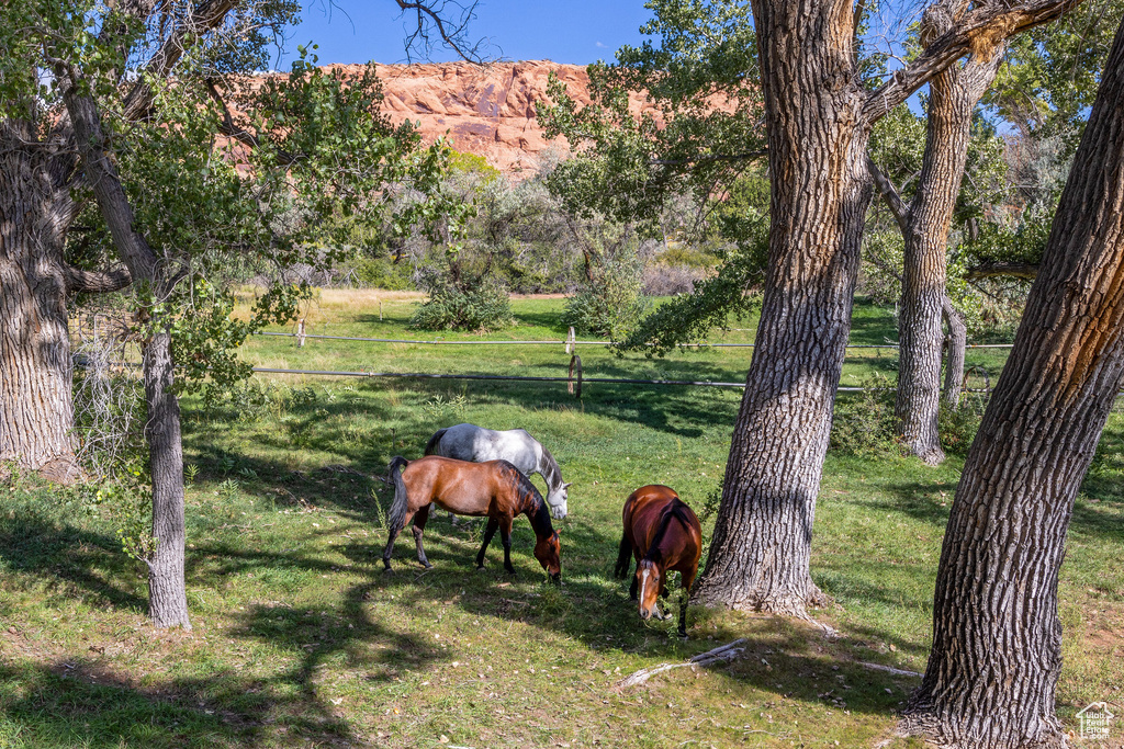 View of grassy yard with a view of rural / pastoral area