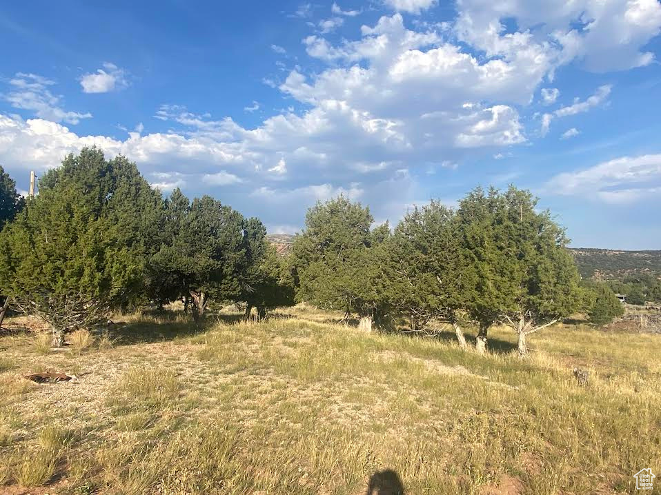 View of local wilderness with a rural view