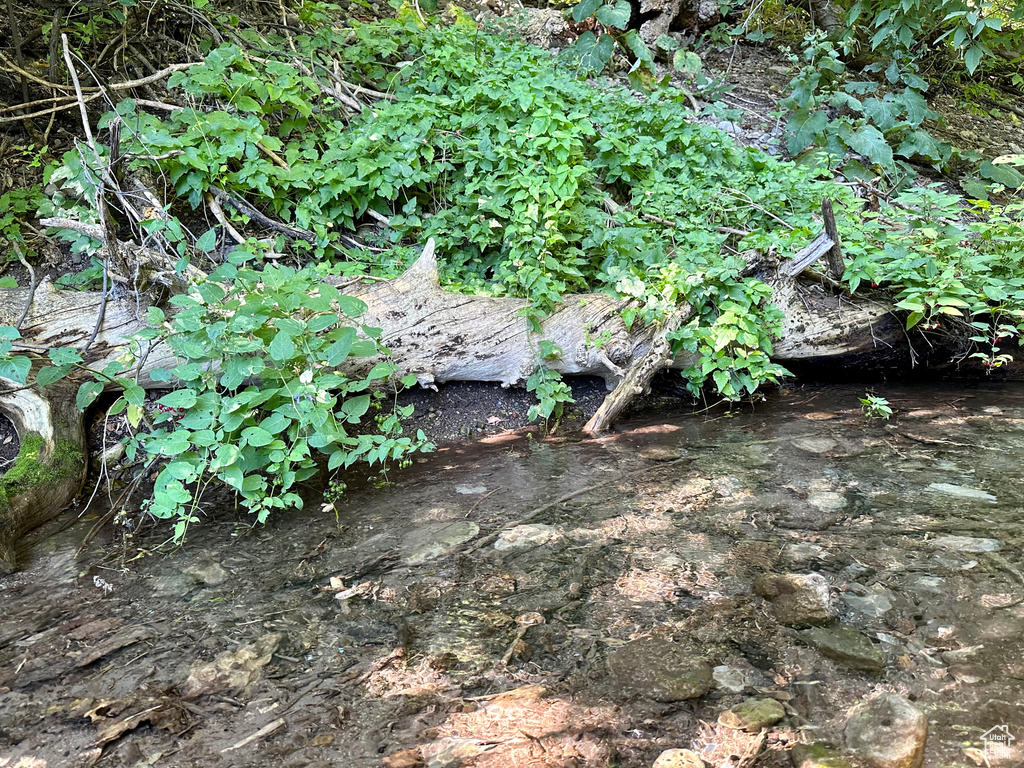 View of local wilderness