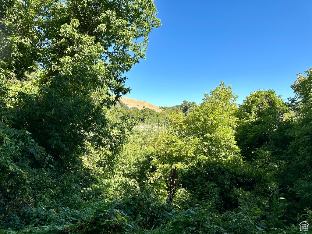 View of local wilderness