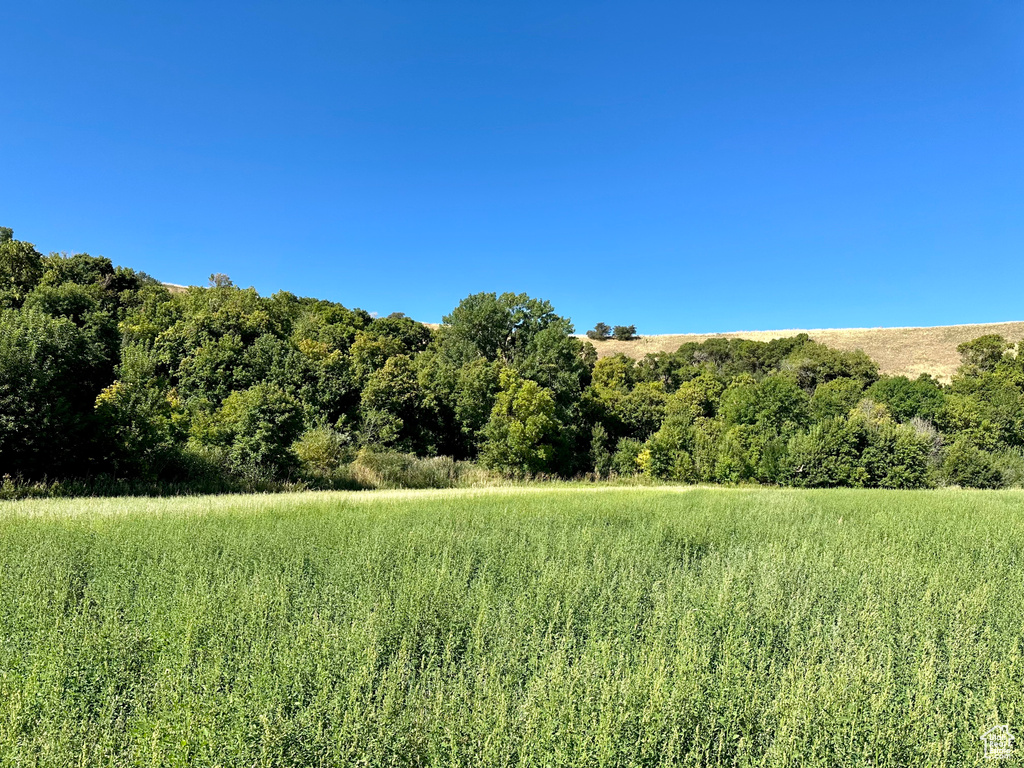 View of local wilderness