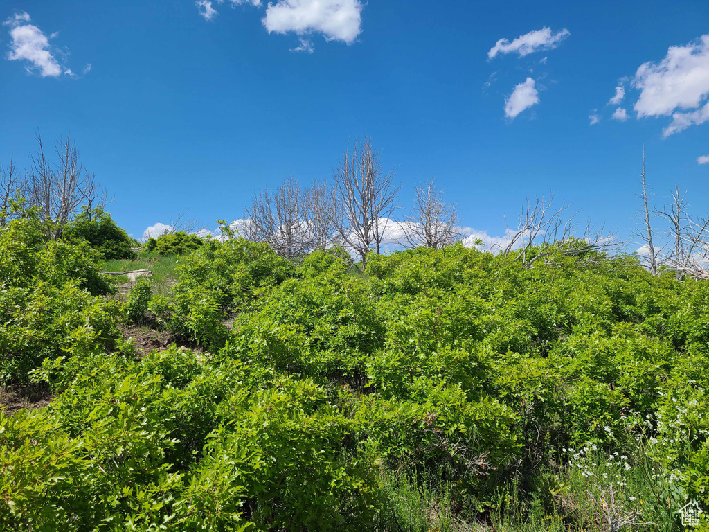 View of local wilderness