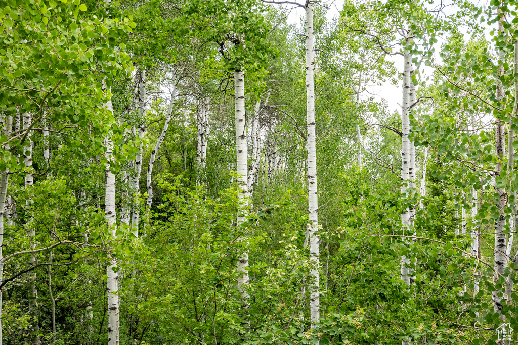 View of nature