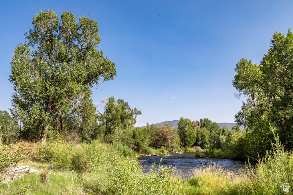 View of local wilderness