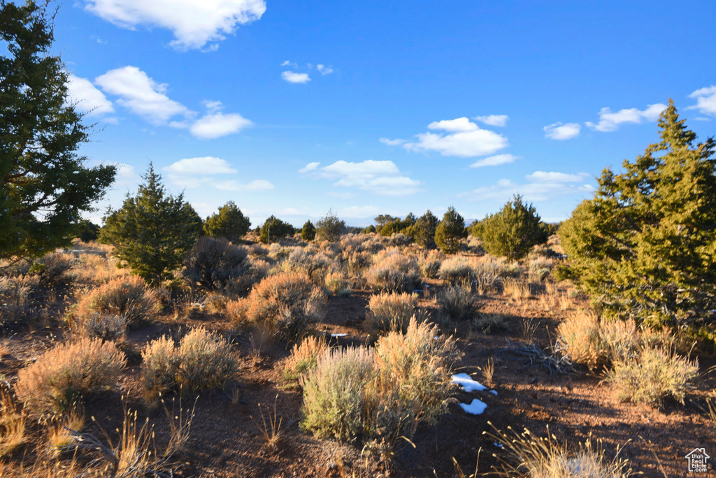 View of local wilderness